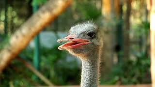 How Do Ostrich Sound Get to know the ostrich and its sounds  noises ostrich video [upl. by Aushoj97]