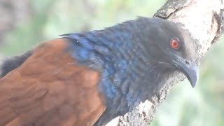 Call of Greater Coucal🥰preening 🤗pls subscribe🙏 [upl. by Leo812]