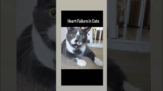 Heart Failure in Cats  Vet drugs [upl. by Rianon]