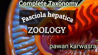 Fasciola hepatica Bsc l MSc l Rpsc l  MSc entrance zoology [upl. by Ikkir]