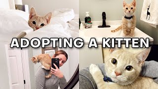 Adopting My Kitten 🐈 [upl. by Munster]