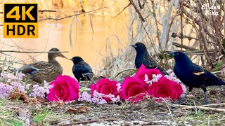 Cat TV for Cats to Watch 😺 Adorable Spring Birds and Squirrels 🐿 8 Hours4K HDR [upl. by Ahsinor675]