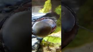 Neritina pulligera  MilitaryBlack helmet nerite snail feeding [upl. by Avihs670]