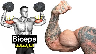 How To Build Your Biceps Workout Fast long head  short head  brachioradialis  Brachialis [upl. by Croydon195]