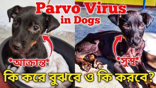 Parvo Virus আক্রান্ত কুকুরের Symptoms এবং Precautions গুলো কি কি [upl. by Gizela]