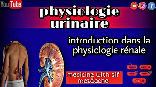 1 Introduction sur La Physiologie Rénale  Physiologie 2éme Med [upl. by Ennavoj468]