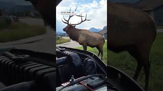 Elk Charges as Colorado Man Tries to Fix Truck  AccuWeather [upl. by Uel]