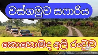 Wasgamuwa National Park Safari  වස්ගමුව සෆාරි අලියා wildlife srilanka [upl. by Melinde887]