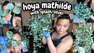 cutting up my hoya mathilde with splashsilver  wax plant wednesday  hoya propagation [upl. by Briney406]