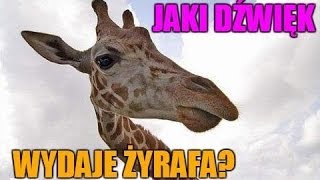 Jaki dźwięk wydaje żyrafa [upl. by Ellecrad]