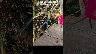 Rare hummingbird slow motionLongtailed Sylph3 hummingbirdlover hummingbirdfeeder [upl. by Caputo]