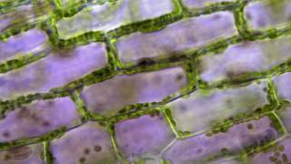 Cyclose Chloroplastes [upl. by Friedrich578]