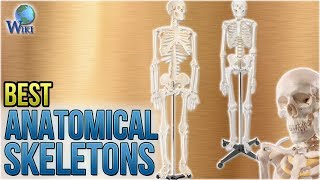 10 Best Anatomical Skeletons 2018 [upl. by Ahsot661]