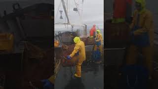 Orkney Crabber From Westray Hauling Creels [upl. by Sindee]