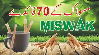 Miswak  70 benefits of miswak  Msq Online  Miswak Karny ka Tariqa  Miswak Ki Fazilat Miswak [upl. by Nnaeirual]