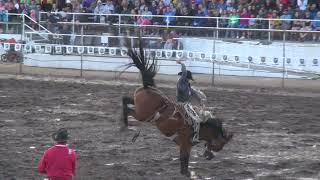 Sankey Pro Rodeo amp Phenom Genetics Black Tie [upl. by Mitzie]