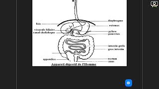 Cours  3e  SVT  Anatomie de lappareil digestif 45 [upl. by Htelimay]