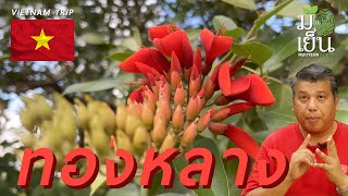 ทองหลาง ไม้ยืนต้นมากประโยชน์ ใบกินได้ ต้นเป็นยา ให้ดอกสีแดงสด Erythrina fusca [upl. by Kcerred]