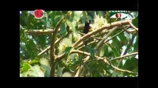 Nature and Life Episode 122 Tailorbird and Sunbird [upl. by Neraa]