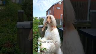 Afghan Hound 🐶 The Beauty Icon of Dogs [upl. by Orwin]