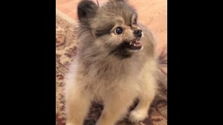 Angry Pomeranian [upl. by Salome]