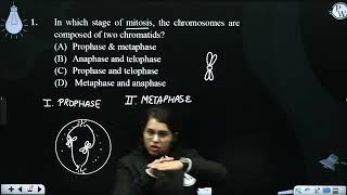 In which stage of mitosis the chromosomes are composed of two chromatids [upl. by Adrian151]