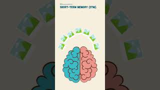 What are the different types of Memory Mental Wellbeing  Memory  Psychology shorts memory [upl. by Nahtan]