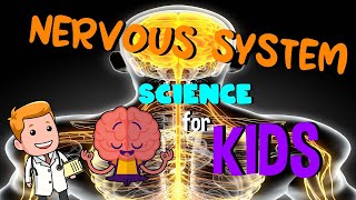 Nervous System  Science for Kids [upl. by Ahtram]