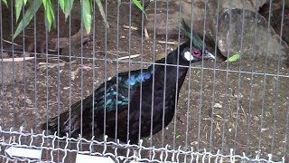 鳴くパラワンコクジャク（上野動物園）Napoleons peacockpheasant [upl. by Eedna82]