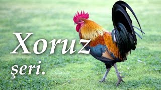 Xoruz şeiri 🐓 Abdulla Şaiq 🐔 Ay pipiyi qan xoruz [upl. by Anelaf]