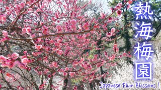 熱海梅園•梅まつり2023🌸 見頃の梅・美しい庭園・歴史ある建物・美術館 [upl. by Rabbi]