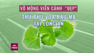 Vỡ mộng quotthủ phủquot vua rau má của CCV Group Người dân chỉ biết khóc khi chủ nợ siết nhà cửa VTC Now [upl. by Gabriel]