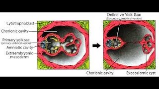 Formation of the Primary yolk sac  Excoelomic cavity [upl. by Durgy870]