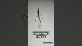 😍 LEPTOMANTELLA TONKINA ytshort youtubeshorts Korak Bommer Exploring KorakBommerExploring [upl. by Amiarom]