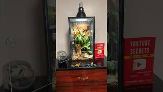 Update on the Bioactive Crested Gecko enclosure [upl. by Coulter452]