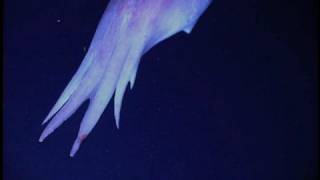 Rare Pelagic Octopus Hawaii [upl. by Ylellan391]