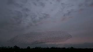 A dancing flock of starlings 🐦 [upl. by Biamonte]