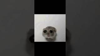 SAD HAMSTER ORIGINAL MEME sadhamster meme hamster shorts trends funny sad 2024 trend [upl. by Ignace]