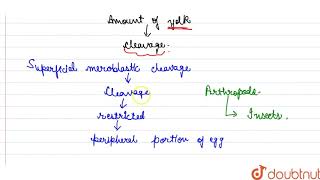 Superfician meroblastic cleavage occurs in [upl. by Ralleigh]