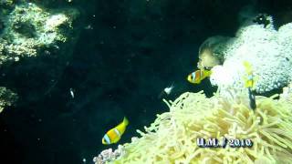 EgyptRed sea Clown Fish Amphiprion bicinctus  Ägypten  Anemonenfische [upl. by Alida]