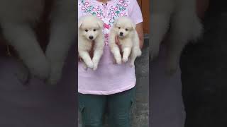 German Spitz puppy for sale lucky dog kennel in Kolkata  9064393486 pug dogs dog [upl. by Lizette308]