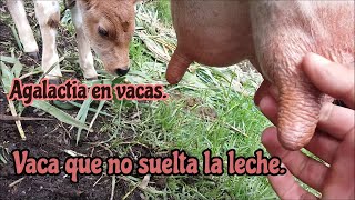 Agalactia en vacas Vacas que no sueltan la leche Agalactia in cows Cows that do not release milk [upl. by Suedaht]