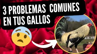 LOS PROBLEMAS QUE TIENES CON TUS GALLOS Y GALLERA TE AYUDO 🐓🇺🇸🇲🇽gallo gallofino galleros [upl. by Eimarrej995]