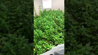 Aquarium Plant Propagation  Emersed Hydroponic Setup [upl. by Max]