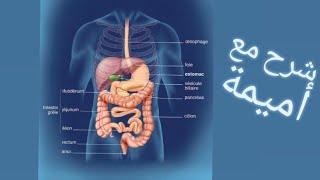 شرح مبسط 🧠Anatomie quotAppareil digestifquot partie 1 [upl. by Rehpotsirh]