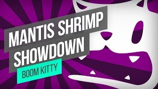 Boom Kitty  Mantis Shrimp Showdown [upl. by Valdis]