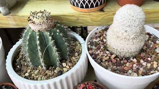 My Succulents Garden in Manvel Texas part 5 February 2024 [upl. by Vitale714]