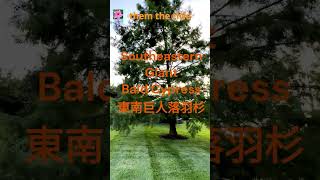 Bald Cypress A Southeastern Giant 美东南小巨人 落羽杉 [upl. by Erlinna]