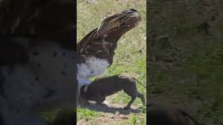 Eagle Swoops Down onto Warthog in Road [upl. by Darach560]