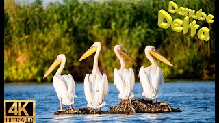 Danube Delta boat trip Romania  4K60FPS [upl. by Eelloh]